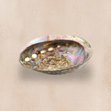 abalone conchiglia