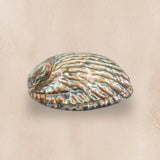 conchiglia abalone